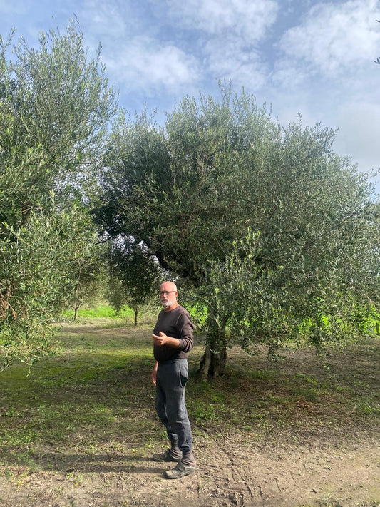How Olivovanie Began: A Farmer, a Bottle of Olive Oil, and an Unexpected Journey